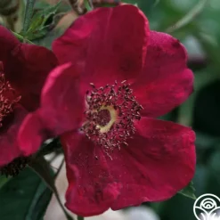 Heirloom Roses Basye's Purple Rose Outlet
