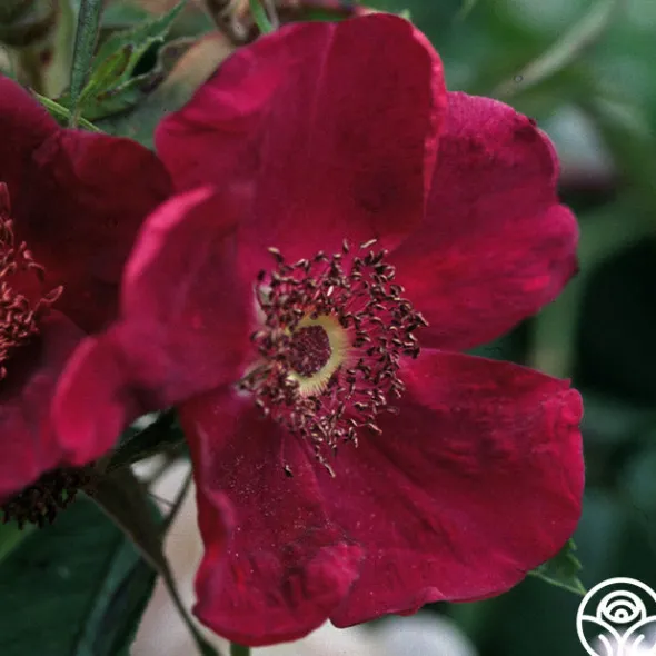 Heirloom Roses Basye's Purple Rose Outlet