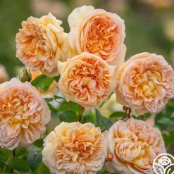 Heirloom Roses Bathsheba Sale