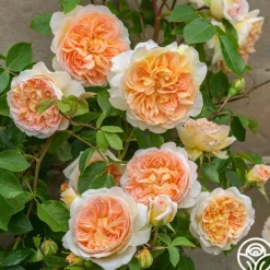 Heirloom Roses Bathsheba Sale