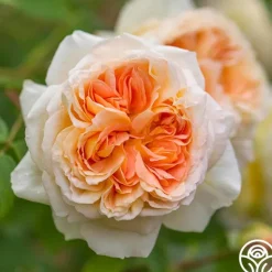 Heirloom Roses Bathsheba Sale