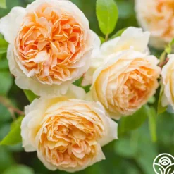 Heirloom Roses Bathsheba Sale