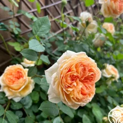Heirloom Roses Bathsheba Sale