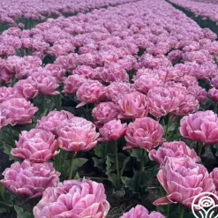 Heirloom Roses Beach Berry Best