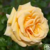 Heirloom Roses Beautiful Day™ Sale
