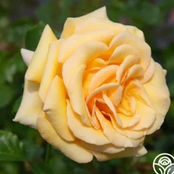Heirloom Roses Beautiful Day™ Sale