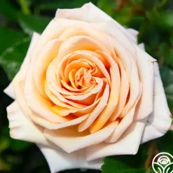 Heirloom Roses Beautiful Day™ Sale