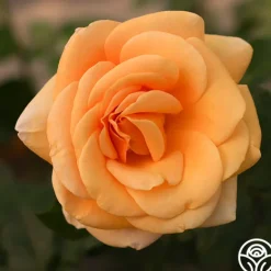 Heirloom Roses Beautiful Day™ Sale