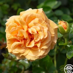 Heirloom Roses Beautiful Day™ Sale