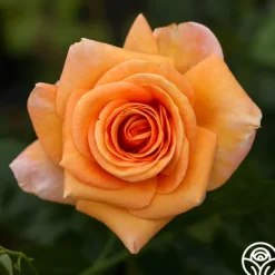 Heirloom Roses Beautiful Day™ Sale