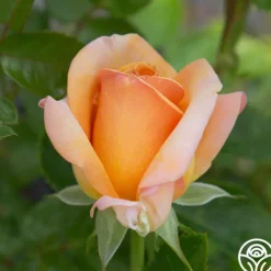 Heirloom Roses Beautiful Day™ Sale