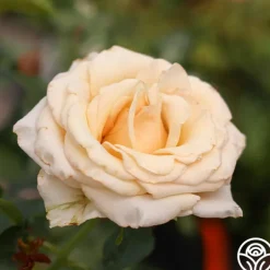Heirloom Roses Beautiful Day™ Sale
