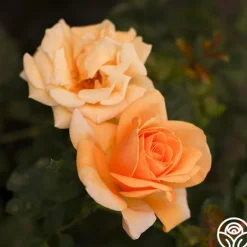 Heirloom Roses Beautiful Day™ Sale
