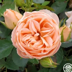 Heirloom Roses Beautiful Dreamer™ Discount