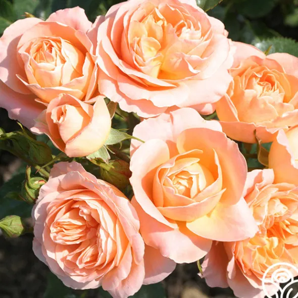 Heirloom Roses Beautiful Dreamer™ Discount