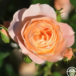 Heirloom Roses Beautiful Dreamer™ Discount