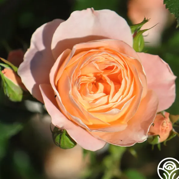 Heirloom Roses Beautiful Dreamer™ Discount