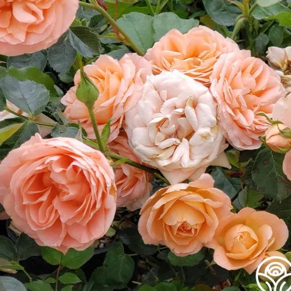 Heirloom Roses Beautiful Dreamer™ Discount