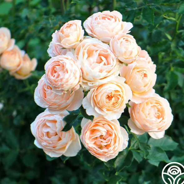 Heirloom Roses Beautiful Dreamer™ Discount