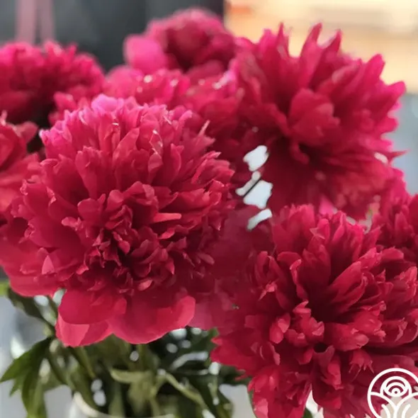 Heirloom Roses Belgravia