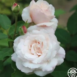 Heirloom Roses Belinda's Blush Best