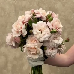 Heirloom Roses Belinda's Blush Best