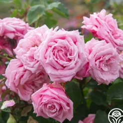 Heirloom Roses Belinda's Dream Best