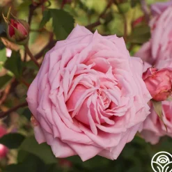 Heirloom Roses Belinda's Dream Best
