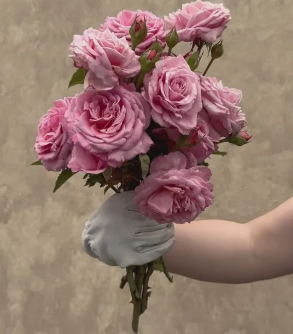 Heirloom Roses Belinda's Dream Best
