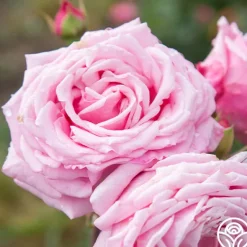 Heirloom Roses Belinda's Dream Best
