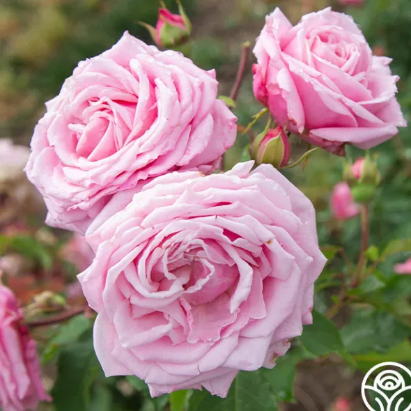 Heirloom Roses Belinda's Dream Best