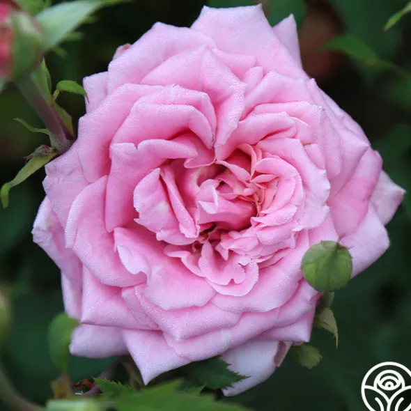 Heirloom Roses Belinda's Dream Best