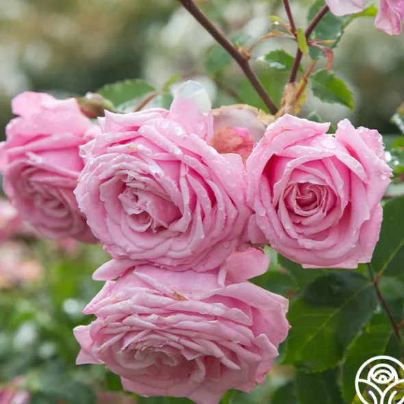 Heirloom Roses Belinda's Dream Best