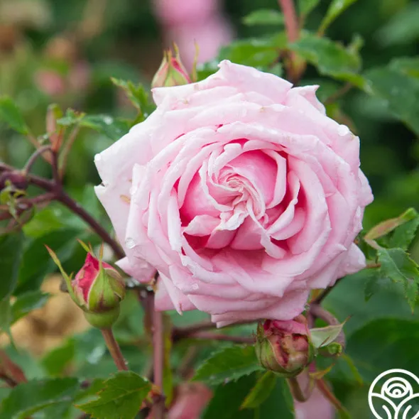 Heirloom Roses Belinda's Dream Best