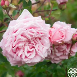 Heirloom Roses Belinda's Dream Best