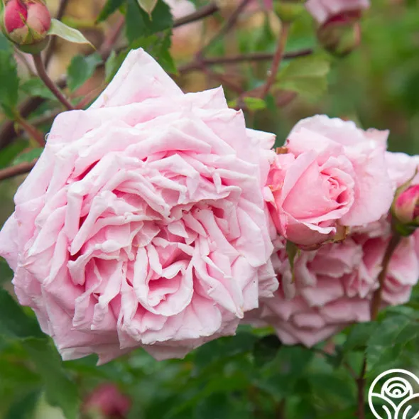 Heirloom Roses Belinda's Dream Best