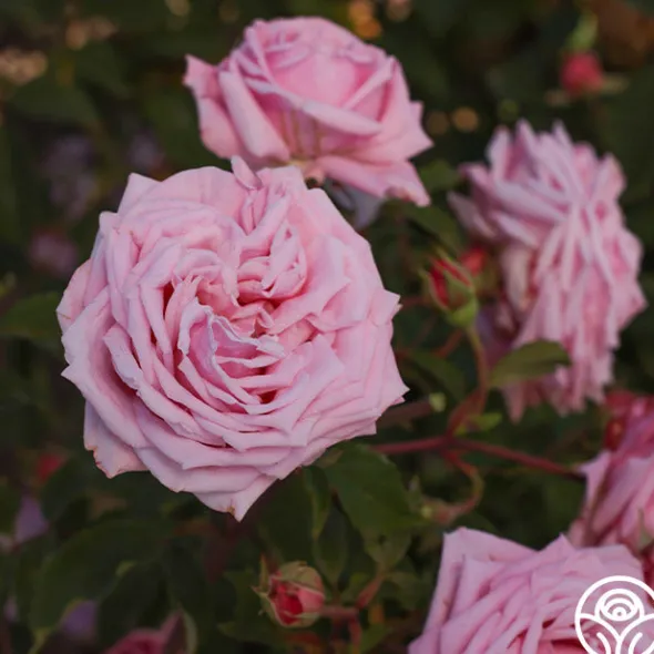 Heirloom Roses Belinda's Dream Best