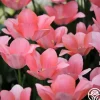Heirloom Roses Bella Blush Best