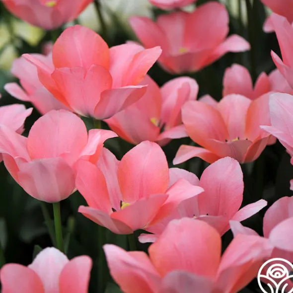 Heirloom Roses Bella Blush Best