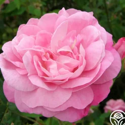 Heirloom Roses Belle Amour Hot