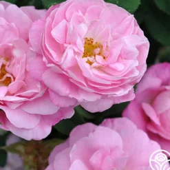 Heirloom Roses Belle Amour Hot
