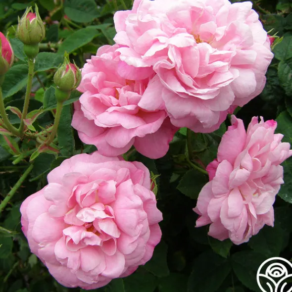 Heirloom Roses Belle Amour Hot