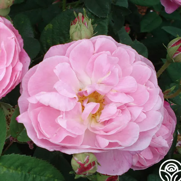 Heirloom Roses Belle Amour Hot