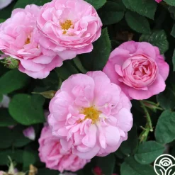 Heirloom Roses Belle Amour Hot