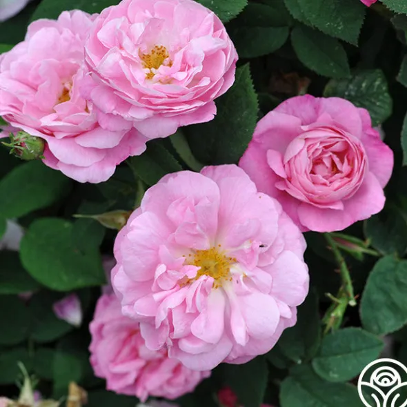 Heirloom Roses Belle Amour Hot