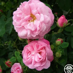 Heirloom Roses Belle Amour Hot