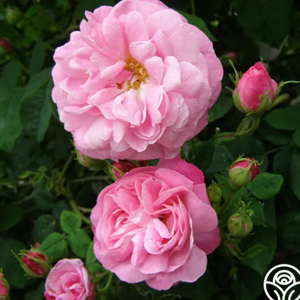 Heirloom Roses Belle Amour Hot