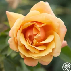 Heirloom Roses Belle Époque Outlet