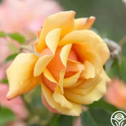 Heirloom Roses Belle Époque Outlet