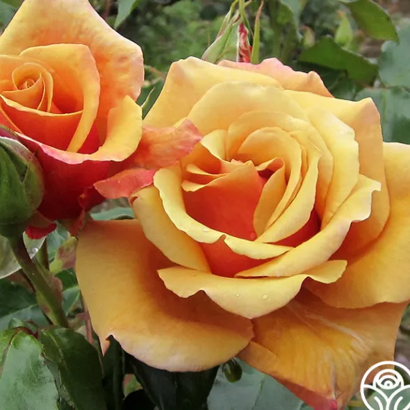 Heirloom Roses Belle Époque Outlet